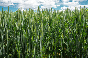 Field with unripe wheat in the spring