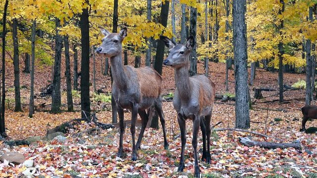 a pair of deer in the woods