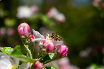 Pszczoła na jabłoni - obrazy, fototapety, plakaty