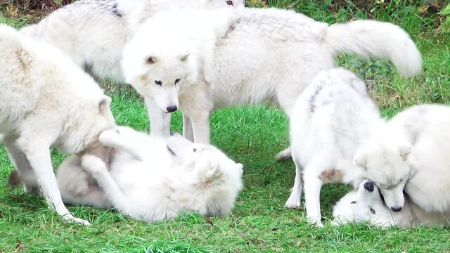 a pack of playing arctic wolves