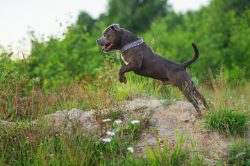 Happy american staffordshire terrier dog running on the field