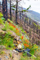 Fototapeta premium Burned forest in Caldera De Taburiente Nature Park, La Palma Island, Canary Islands, Spain