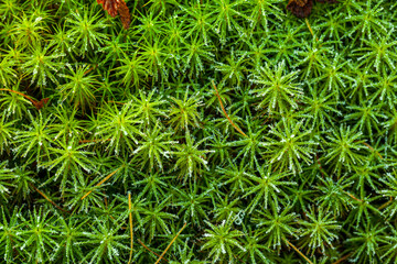 peat moss (Sphagnum palustre), Sphagnum, or peat-moss Girgenzona (Sphagnum girgensohnii Russ), macro - obrazy, fototapety, plakaty