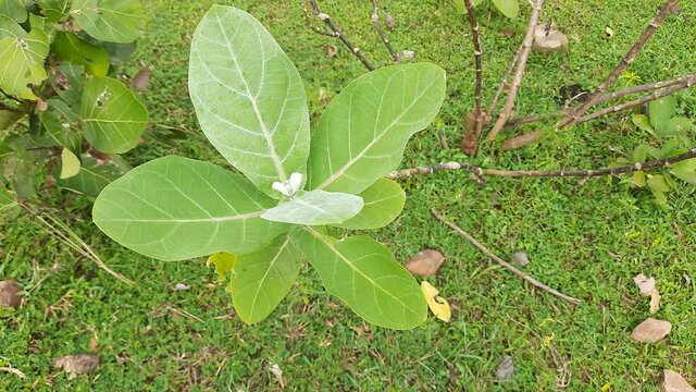 Calotropis gigantea plant. Giant Indian Milkweed Gigantic Swallow Wort Floral backdrops in the garden.It is tropical plant.This flower is very Favorite to Lord Shiva.