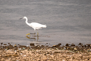 little egret