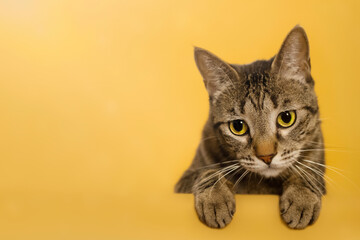 Cat in yellow background