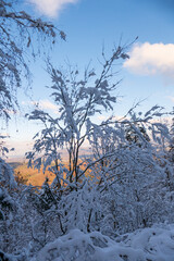 Schnee bedeckter Wald in Baden-Baden Ebersteinburg