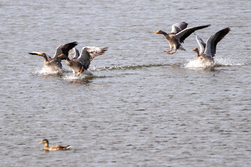 Fototapeta premium greylag geese
