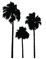 Three palm trees in silhouette, vectors on separate layers - obrazy, fototapety, plakaty