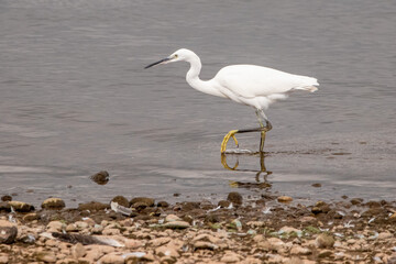 little egret
