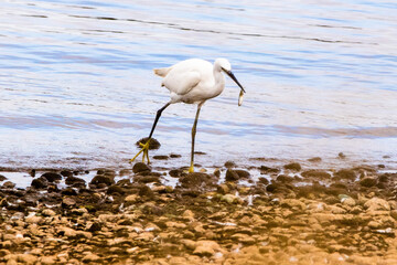 little egret