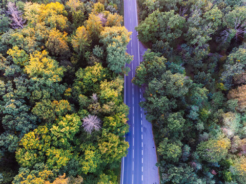 Aerial view perpendicularly down to the forest and the road. The mixed forest has autumn colors. Golden hour.