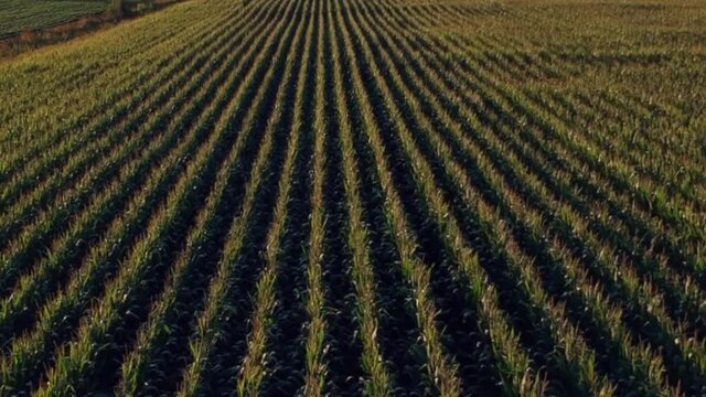 ariel view of a farmers field on a sunny day
