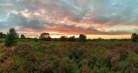sunset over the field
