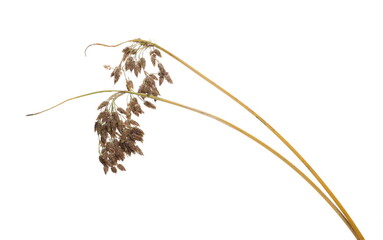 Dry marsh yellow grass with seed, bulrush, reed pond isolated on white background  - obrazy, fototapety, plakaty