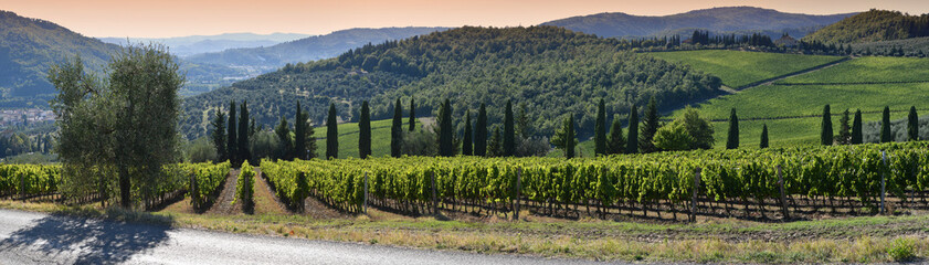 Obraz premium Beautiful rows of vines on september in the Chianti Classico Area near Pontassieve at sunset, harvest time. Vineyards in Tuscany, Italy.