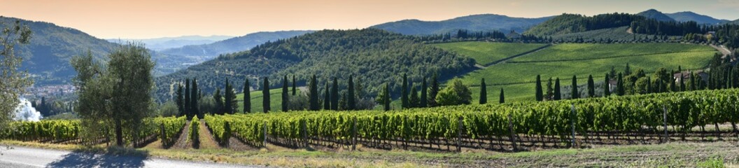 Beautiful rows of vines on september in the Chianti Classico Area near Pontassieve at sunset,...