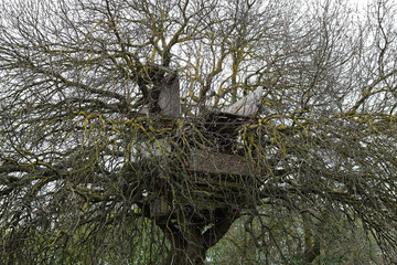 ruins of an old tree house