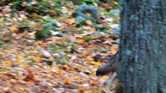 coyotes in the woods in fall 
