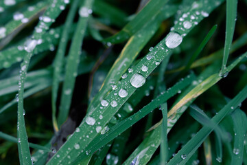 dew on grass