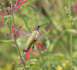 Fototapeta na wymiar Hummingbird, hummingbirds, 