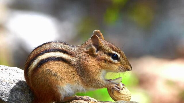 Closeup of cute little chipmunk eating a peanut.