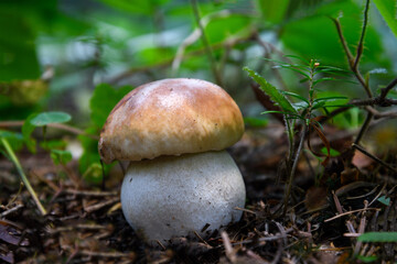 Beautiful single boletus mushroom growing deep in the forest in close-up