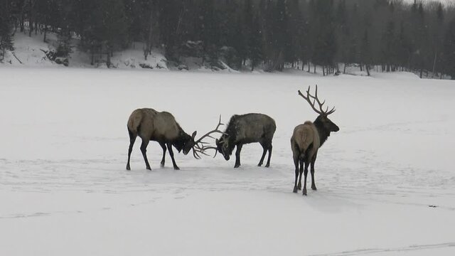 Red deer in a fight