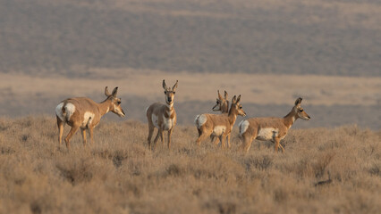 pronghorn, antilope