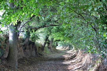 Beautiful path in the nature in Brittany France