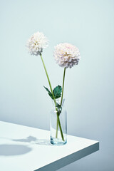 Autumn dahlias flowers on white table. Wall table background, isometric view