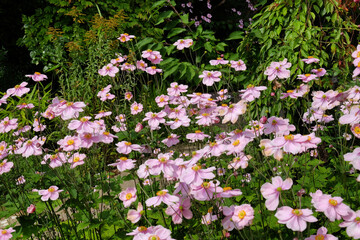 Naklejka premium Anemone tomentosa 'Robustissima', or Grapeleaf Anemone in flower during the autumn
