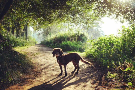 Chocolate brown working cocker spaniel in silhouette along a river towpath