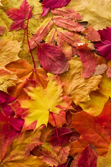 Autumn background of bright leaves.
