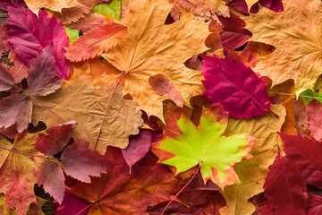 Naklejka na ściany i meble Autumn background of bright leaves.
