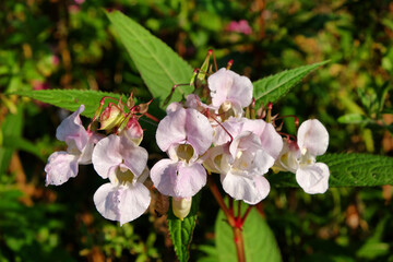 White Himalayan balsam in flower