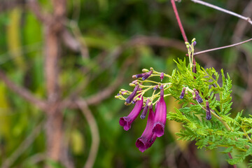 Flor do cerrado brasileiro.