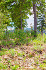 flowers in the forest