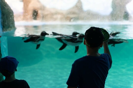 A boy in a penguin aquarium