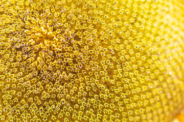a centre closeup of a sunflower plant in the morning sunshine - stock photo