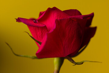 A red rose with a single drop of water on a petal - stock photo
