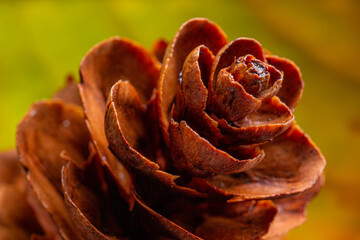 pine cone wet from a passing rain shower - stock photo.jpg
