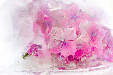 Pink hydrangea flower frozen in a block of ice creating interesting textures and patterns; Purple hydrangea preserved in ice with air bubbles and frost