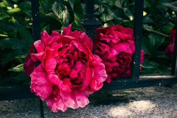 Large magenta peony blooms through the iron bars of a fence; Double flowered peony in deep red pink...