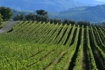 Fototapeta na wymiar rows of vines in September in the Tuscan countryside. Chianti Classico area near Pontassieve, harvest time. Vineyards in Tuscany, Italy.