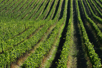 rows of vines in September in the Tuscan countryside. Chianti Classico area near Pontassieve, harvest time. Vineyards in Tuscany, Italy.