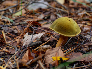 Autumn forest mushroom. Xerocomus fungus. Beautuful fungi. Xerocomus chrysenteron. Xerocomus subtomentosus