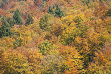 foliage inside an Italian forest at fall