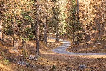 A secondary road long the woods at fall