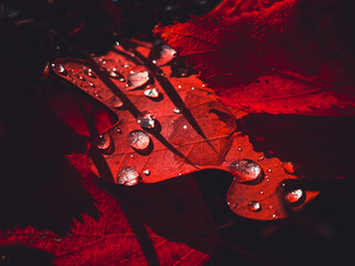 Amazing picture of red leaves, artistic processing for wallpaper or website design, beautiful